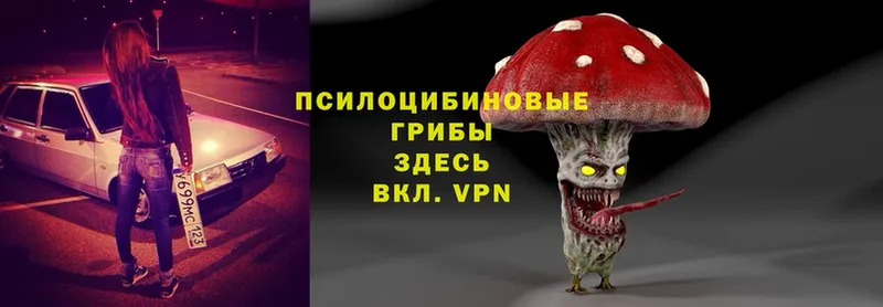 Псилоцибиновые грибы Psilocybine cubensis  Вольск 